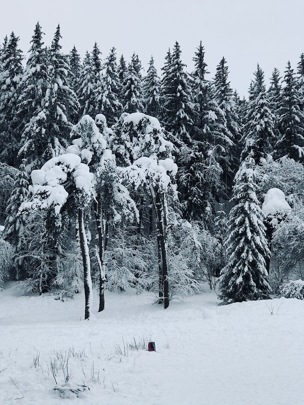 Auvergne enneigée 