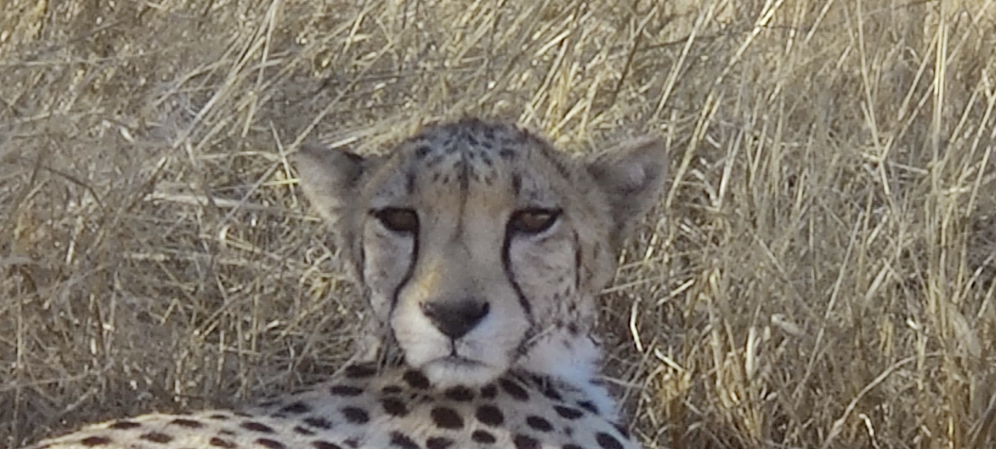 Guépard Guépard