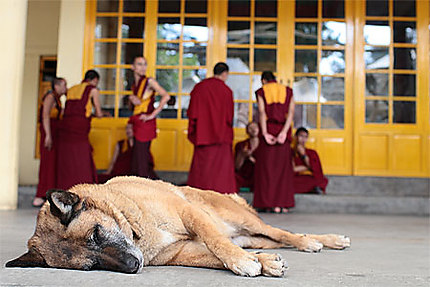 Chien au monastère