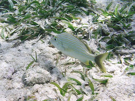 Poisson-grognon Poisson-grognon