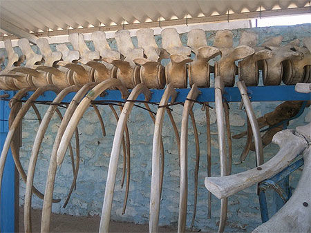 Squelette d'une baleine échouée à Kerkennah