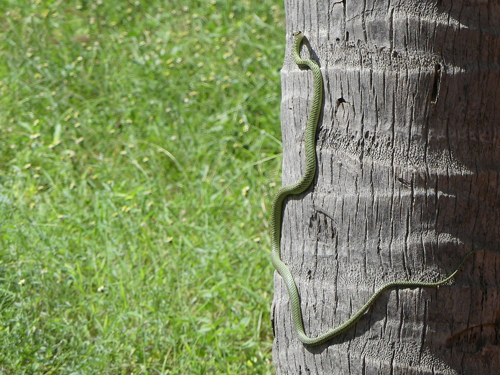 Serpent volant d'Asie sur un cocotier