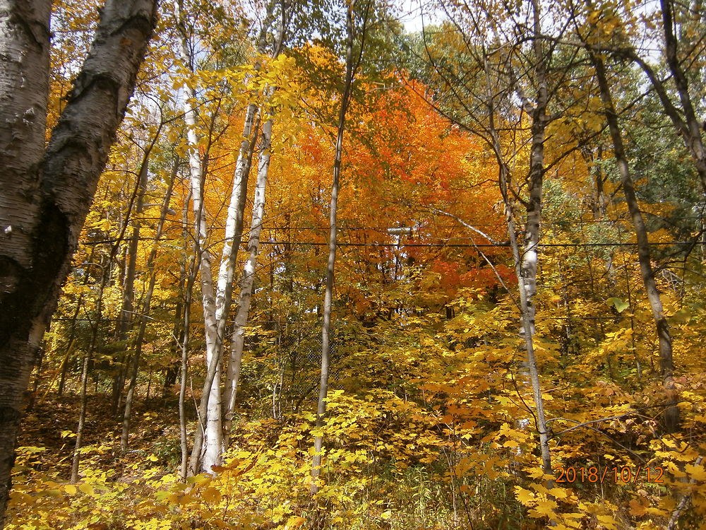 La forêt et ses couleurs