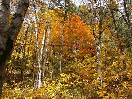 La forêt et ses couleurs