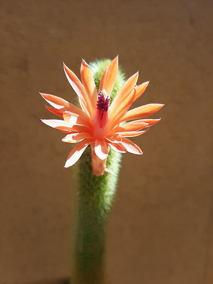 Cactus en fleur