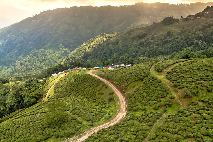 Inde : Darjeeling, au pays du thé