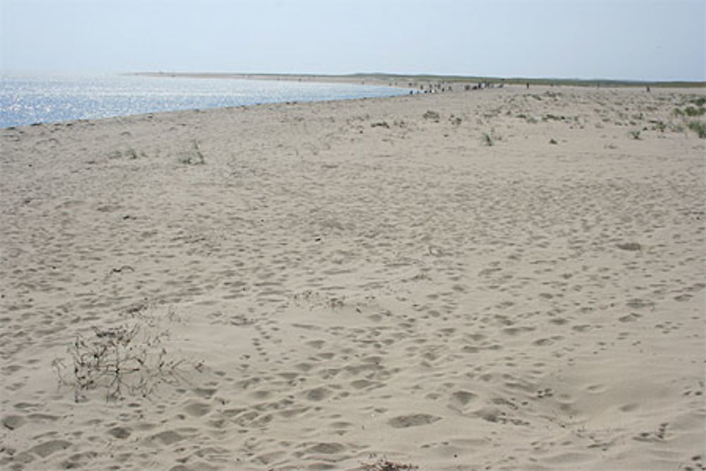 Nauset Beach (Chatham)