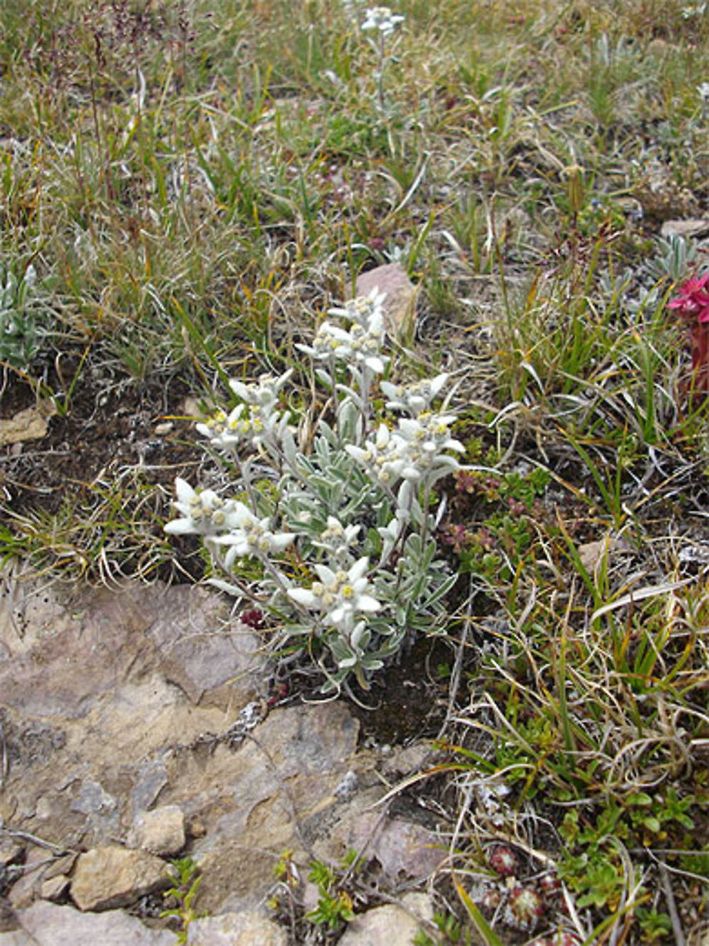 Edelweiss