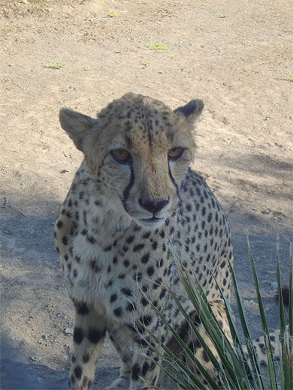 Guépard