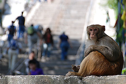 Un singe à Swayambunath