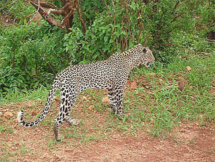 Jeune léopard (sans zoom ...) 