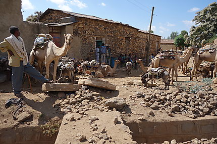Parking pour ânes et chameaux