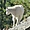 Mont Rushmore - Mountain goat