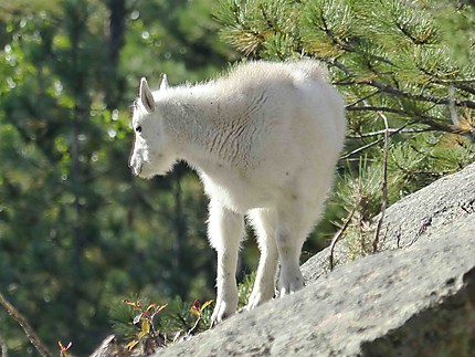 Mont Rushmore - Mountain goat