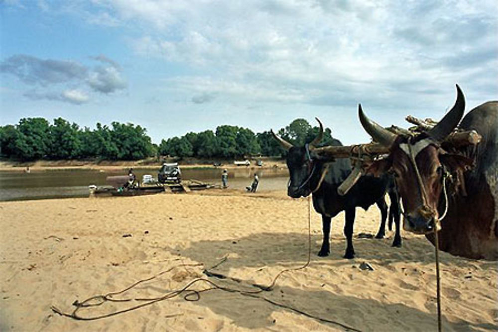 Bekopaka