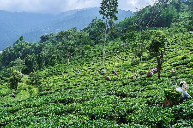 Les plantations de thé de Darjeeling