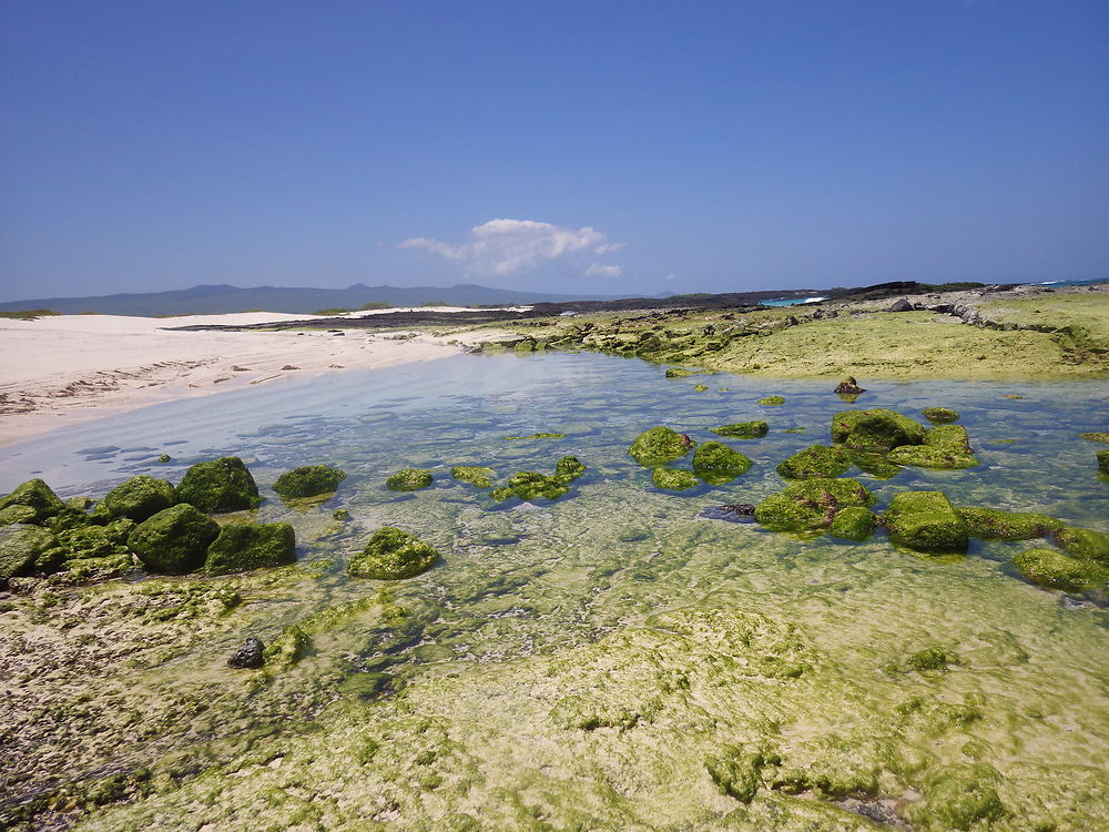 Plage de Cerro Brujo