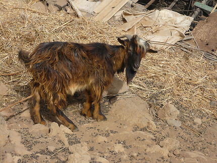 Jolie chèvre à Corvo, Cap-Vert
