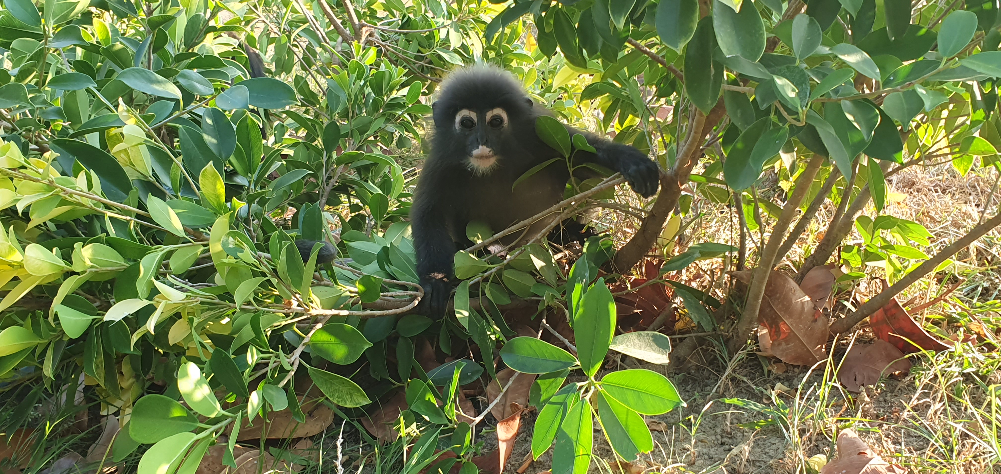 Singe à Langkawi Singe à Langkawi