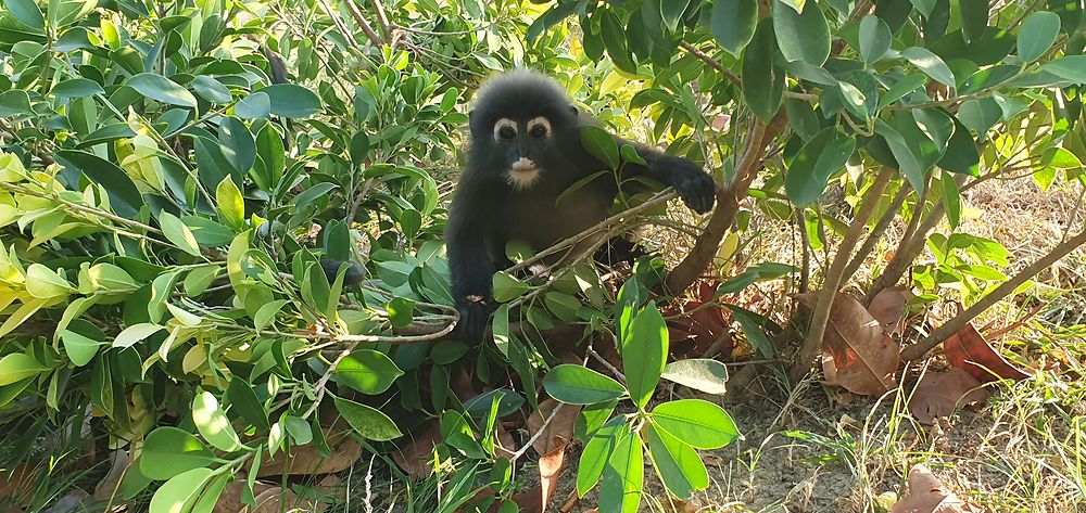 Singe à Langkawi