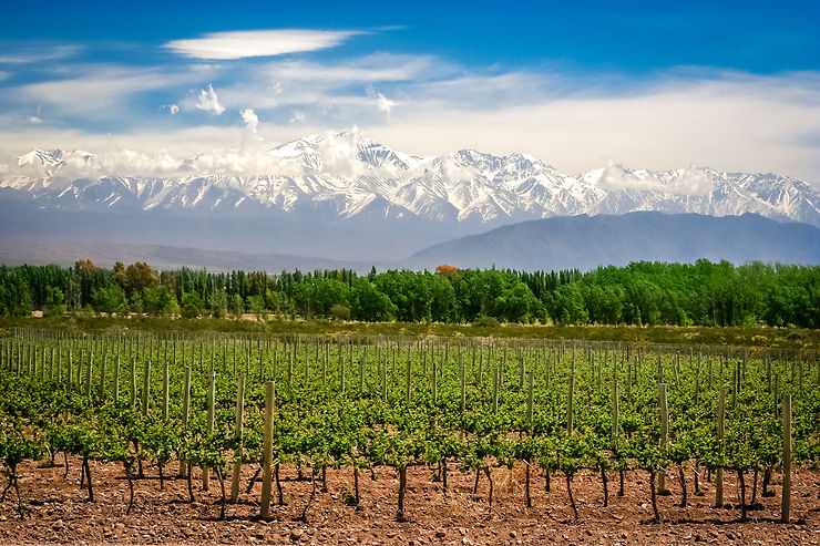 Les vins de la vallée de Mendoza - Argentine