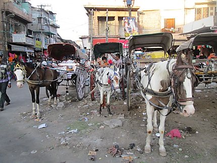 Attelages au marché de Jodhpur