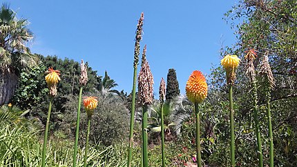 Jardin botanique de Blanes (Costa Brava)