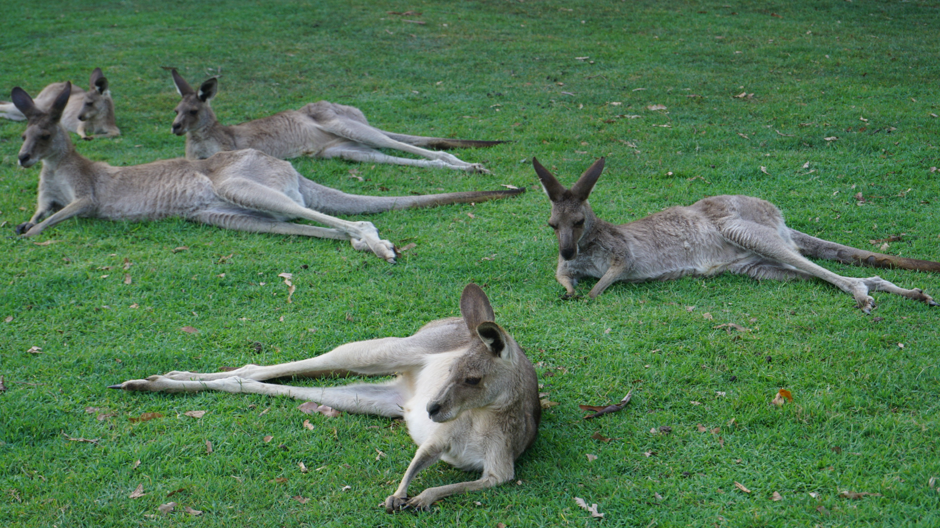Sanctuaire des kangourous à Brisbane Sanctuaire des kangourous à Brisbane