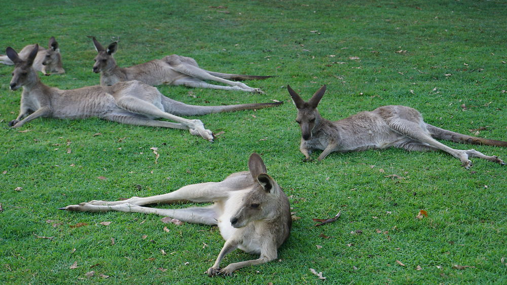 Sanctuaire des kangourous à Brisbane