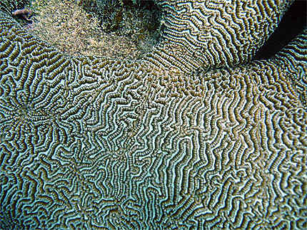Detail Brain coral
