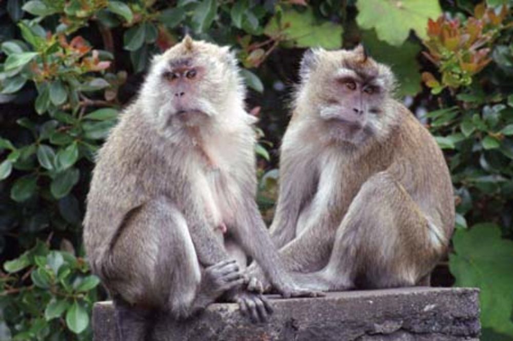 Singes à Chamarel