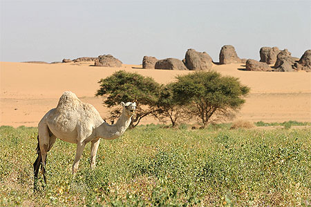 Dromadaire dans l'oued Tin Tarabine Dromadaire dans l'oued Tin Tarabine
