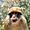 Portrait d'un macaque berbère