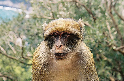 Portrait d'un macaque berbère