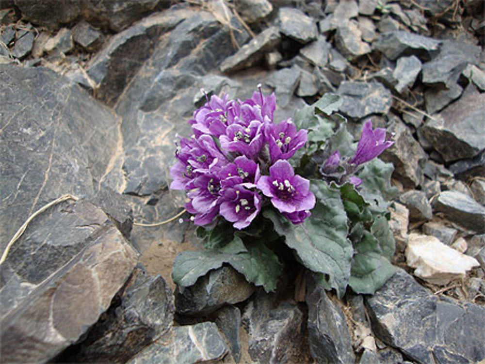 Fleurs à Yolyn Am