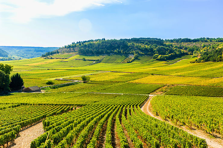 Cité des Climats et vins de Bourgogne : trois sites à découvrir