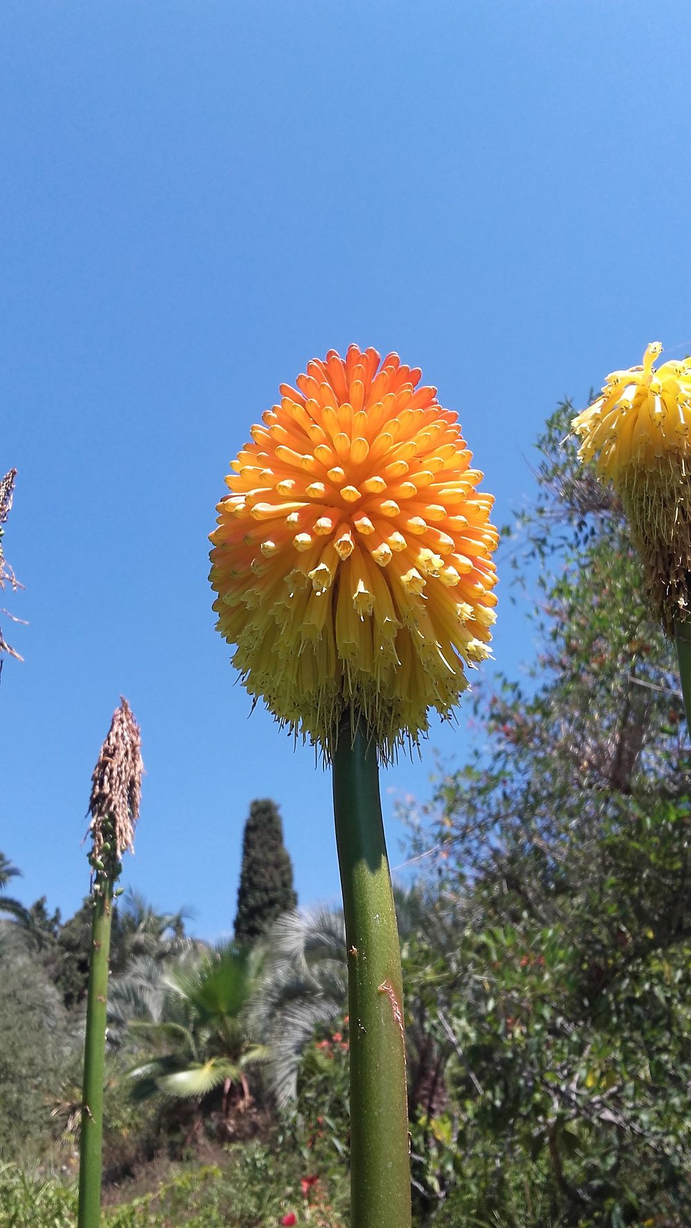 Jardin botanique de Blanes (Costa Brava)