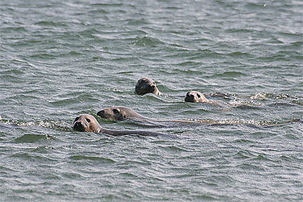 Les phoques à Cape Cod