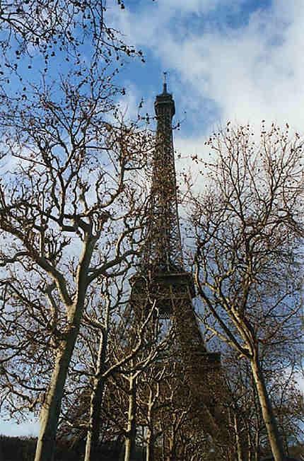 La tour Eiffel dans les arbres