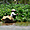 Cueilleur sur le Mekong