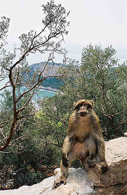 Un macaque berbère