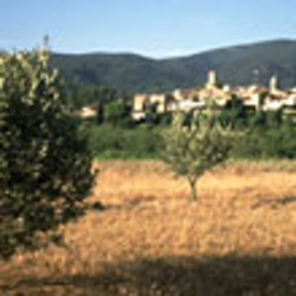 Sur les chemins de l'olivier, entre Alpilles et Luberon