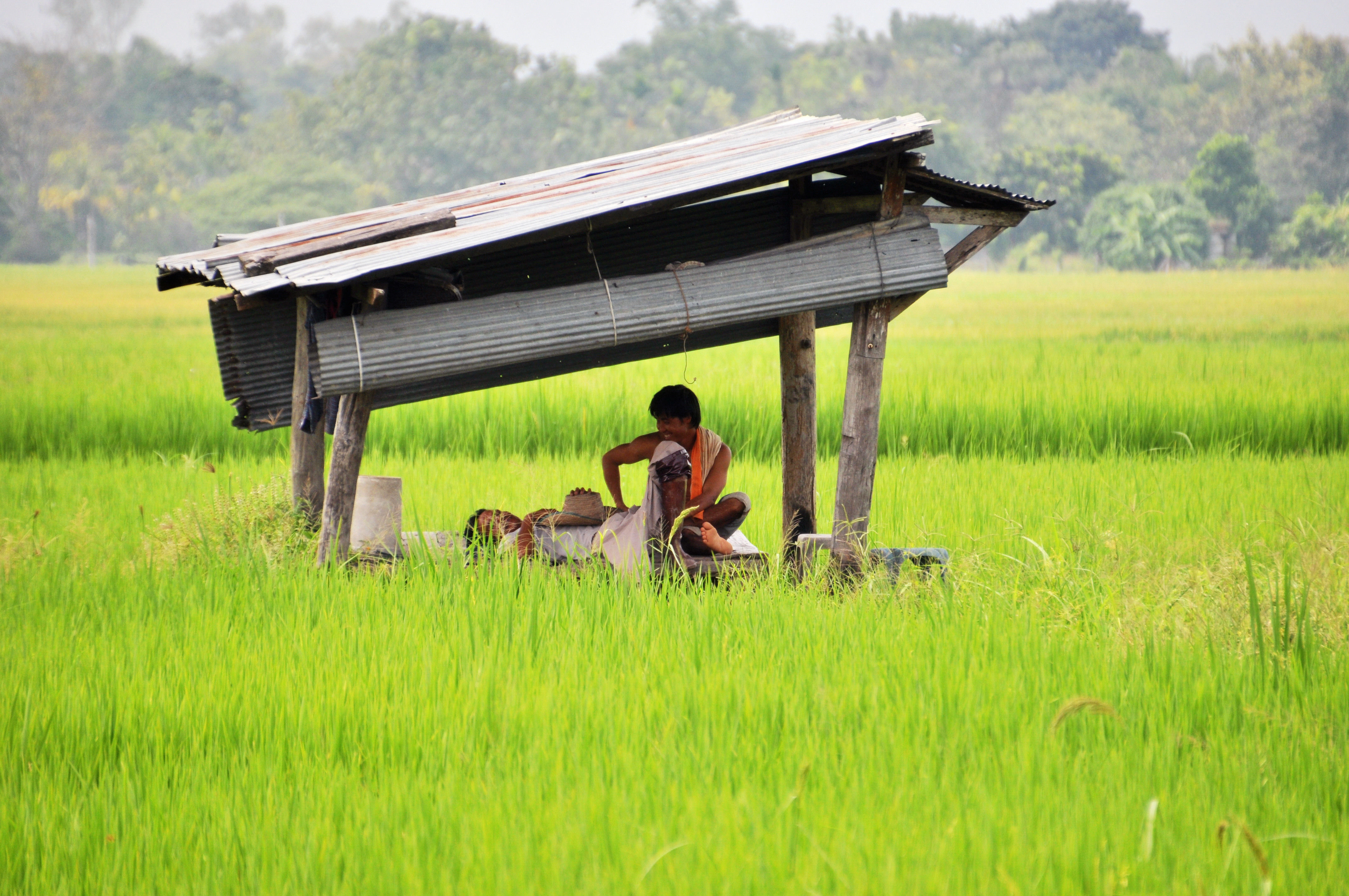 Fermiers au repos dans la rizière