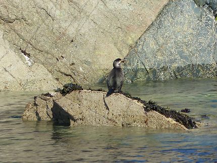 Le cormoran solitaire