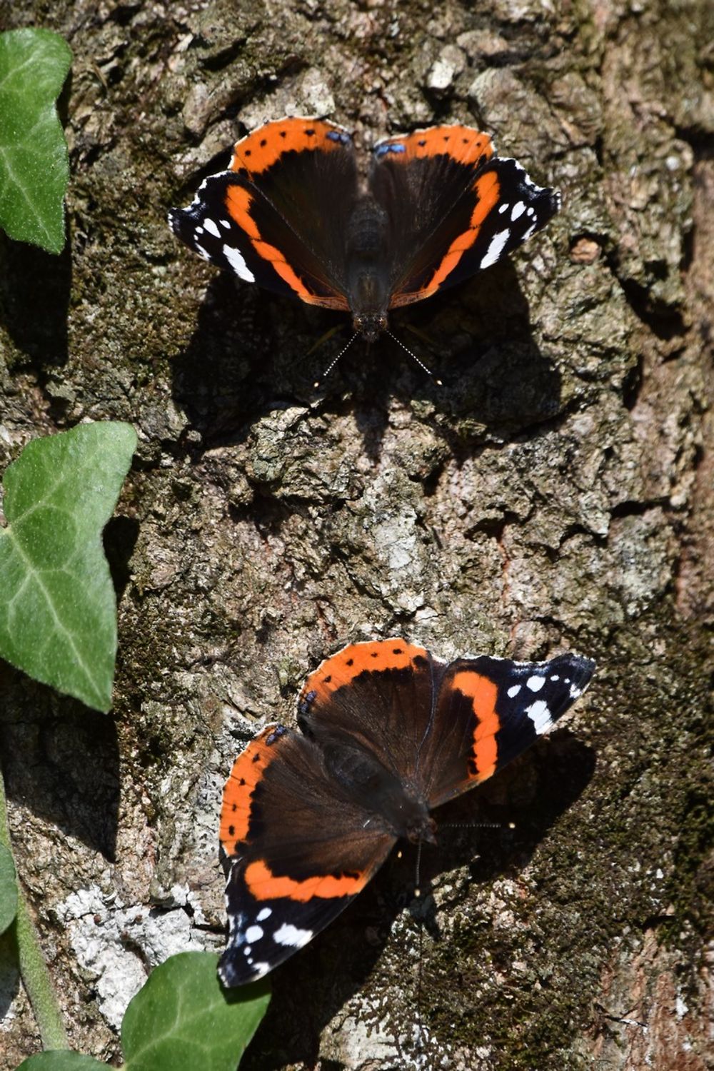 Papillons Vulcain