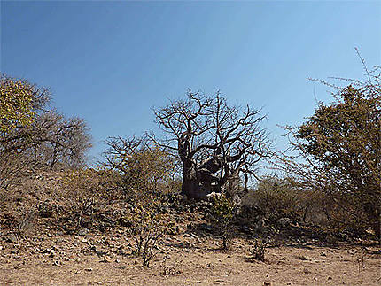 Gros baobab