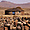 Maison de bergers au Lesotho