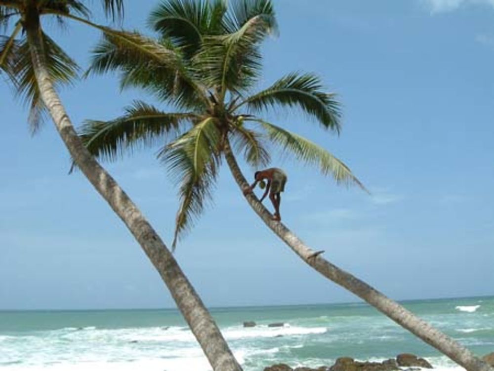 Sur un arbre perché !