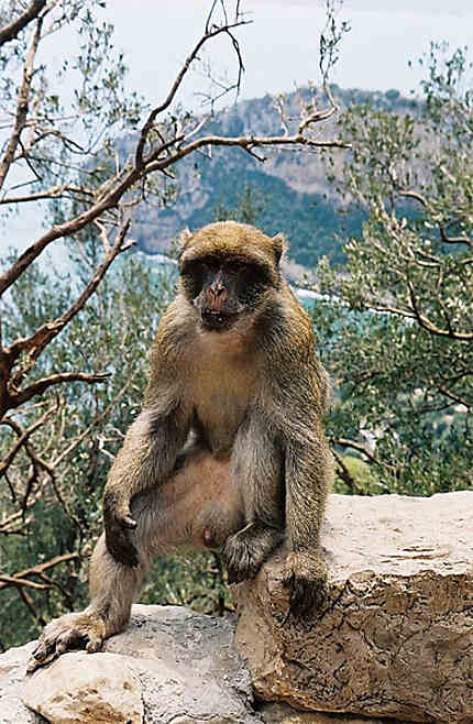 Macaque au Cap Carbon