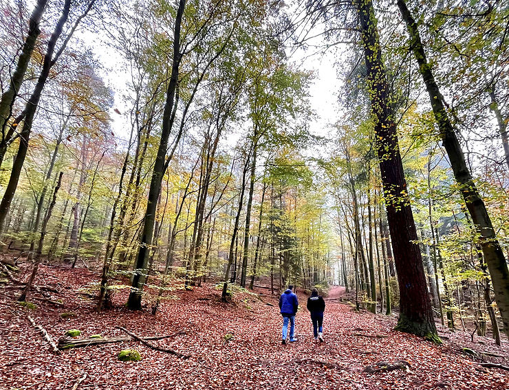 Randonnées dans les forêts du Pays de Bitche 